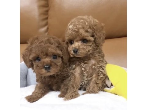 Ped eğitimli aşıları yapılı toy poodle yavrular