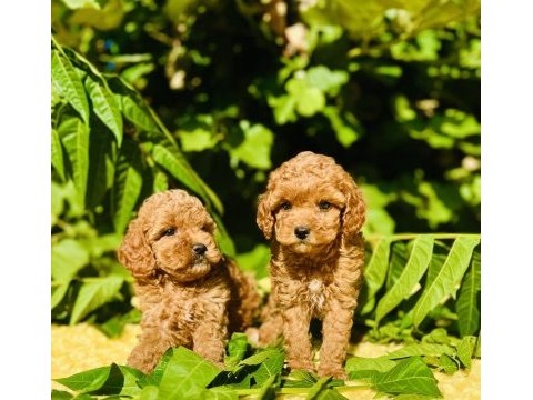 Tüy dökmez koku yapmaz poodle yavrular