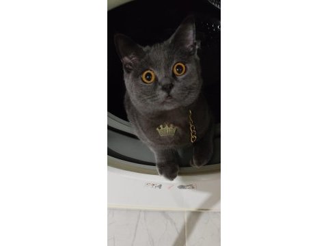 British shorthair 5 aylık sahiplendirme
