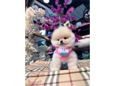 A kalite pomeranian boo