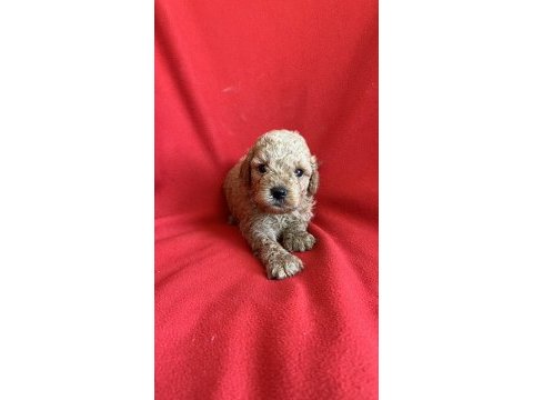 Maltipoo yavrularım yeni yuvasını bekliyor