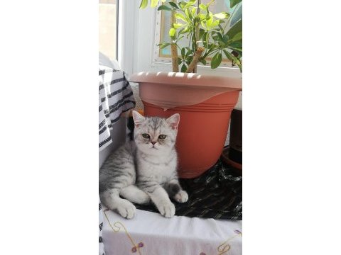 British shorthair