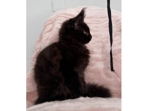Xxxl maine coon erkek üst kaliteli uygun
