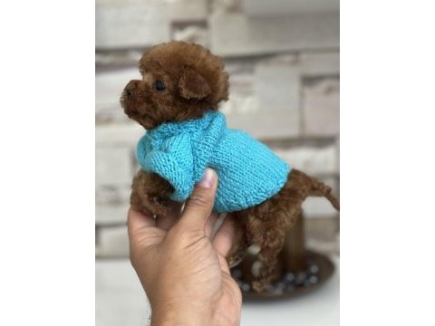 Minik tea cup kore poodle bebekler için ulaşabilirsiniz