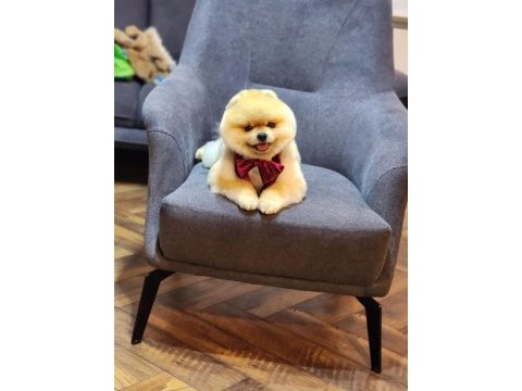 Türkiyenin en kaliteli pomeranian booları