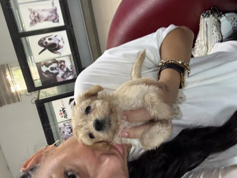 Maltipoo yavrularım sağlık ve ırk garantilidir