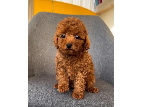 Micro boy toy poodle yavrular