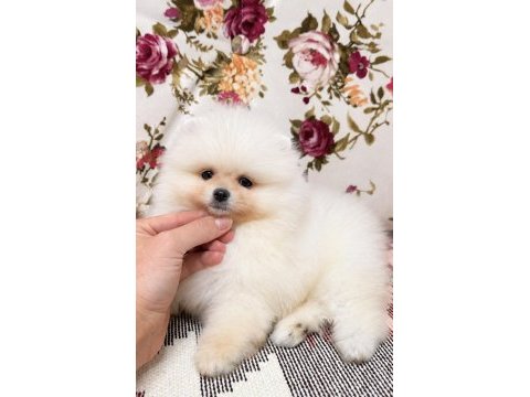Karbeyaz pomeranian boo yavrular