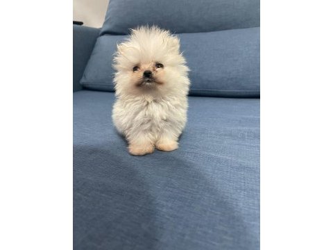 Teacup pomeranian bebekler