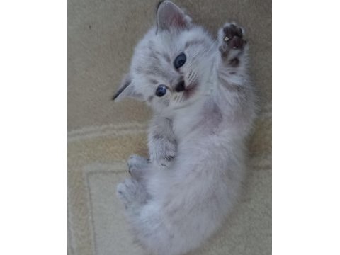 Mavi gözlü british shorthair yavrular