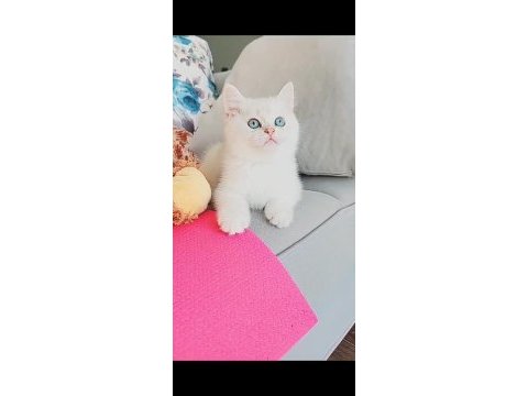 Beyaz mavi gözlü erkek british shorthair