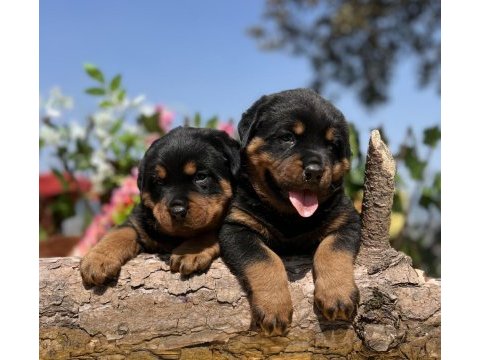 Heybetli üst kalite rottweiler yavrular