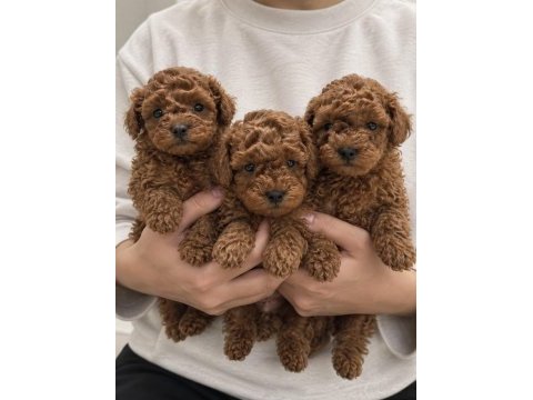 Özel renk poodle yavruları