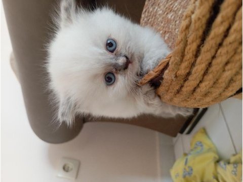 British longhair lilak anne scottish baba çikolata