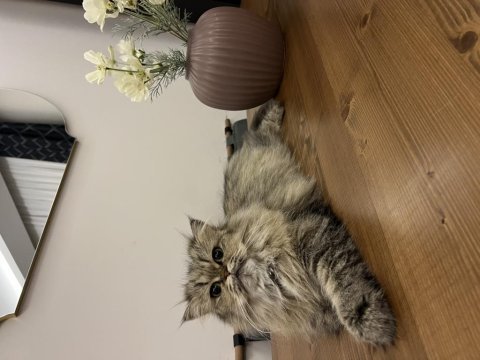 2 yaşında dişi chinchilla