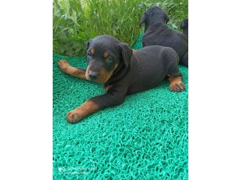 Doberman yavrularımız aşılı kimlikli teslim
