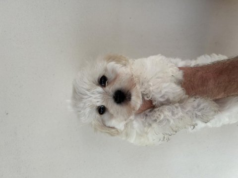 3.5 aylık dişi maltipoo