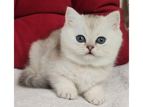 Masum güzellik ns24 british shorthair