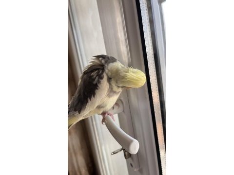 Tek sultan papağanı kafesiyle birlikte sahiplendirilecek