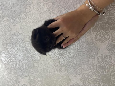 Scottish fold cinammon yavrular