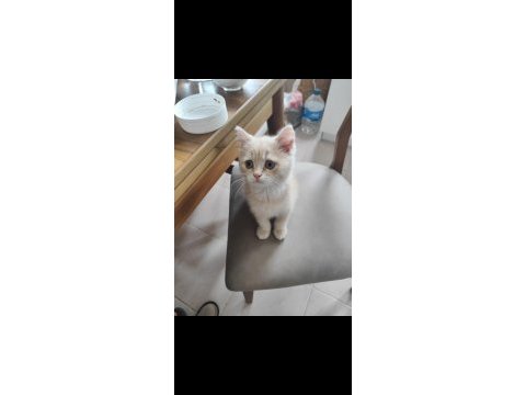 British shorthair krem dişi yavru