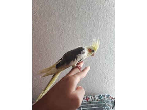 1.5 aylık yeme düşmek üzere yavru sultan