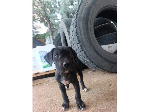 Safkan cane corso yavruları