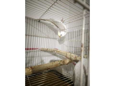 Cream face albino çift sultan