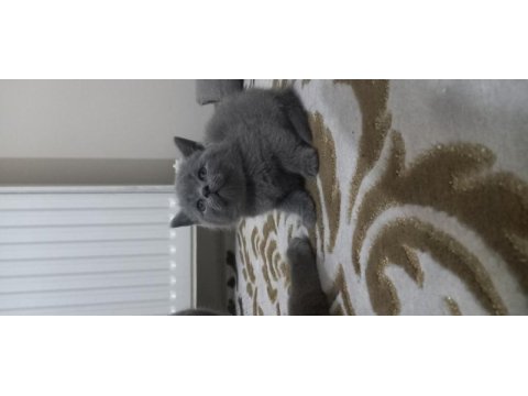 British shorthair yavru kedimiz
