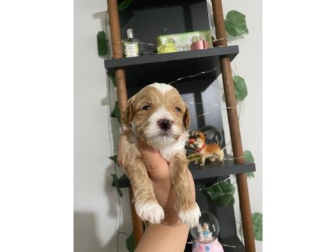Maltipoo bebekler
