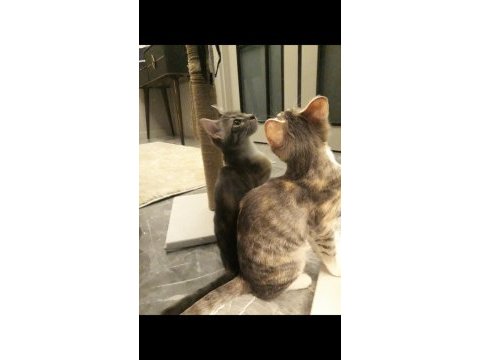 6 aylık kedimiz honey için yuva arıyoruz