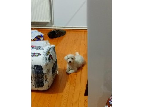 Köpeğimize acil yuva sahiplendirme