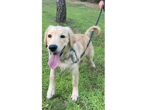 Eğitimli aşılı cipli golden retriever