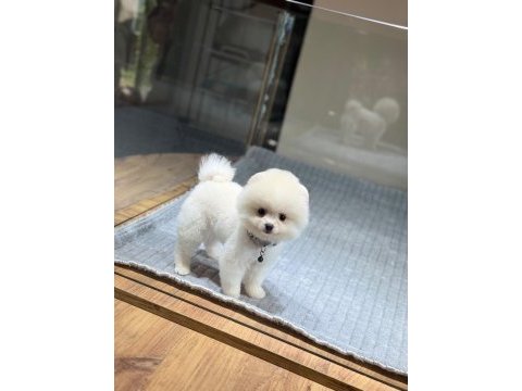 Sağlık ve ırk garantili pomeranian
