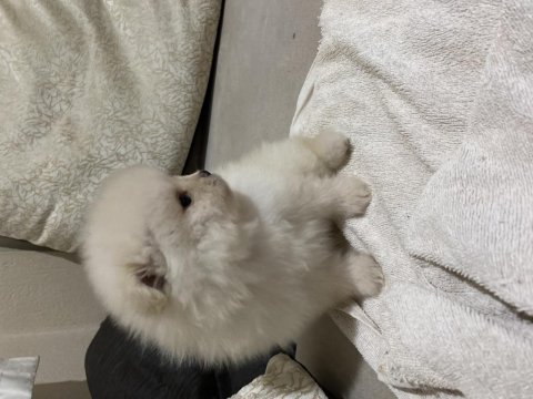 2 aylık pomeranian yavrular kaliteli