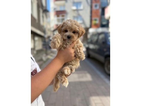 Sahibinden maltipoo