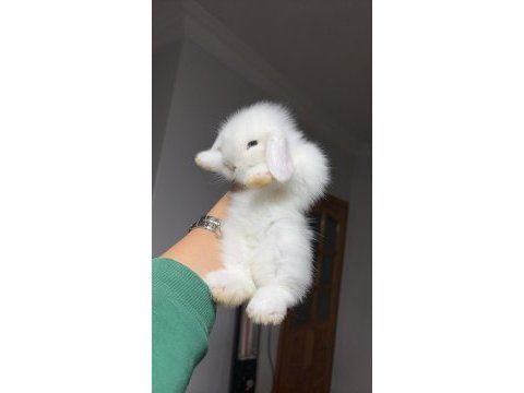 Hollanda lop tavşanı yavrularımız