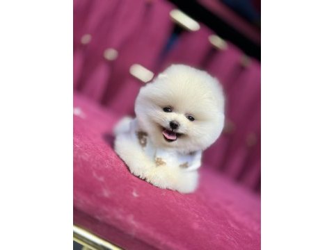 Miço ırk garantili pomeranian