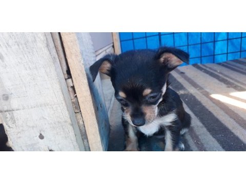 Yavru pinscher köpekler