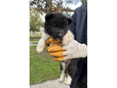 Amerikan akita yavrularım
