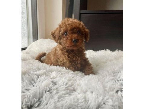 Toy poodle yavru