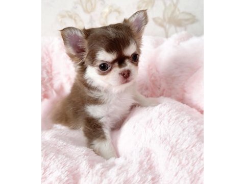 Aşılı karneli teacup chihuahua yavrularımız