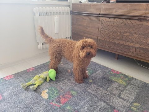 Poodle oğlumuz dobby