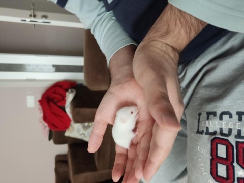 Tatlı hamster yavrucuklar çok tatlılar