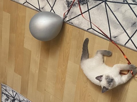 1 yaşında blue point british shorthair