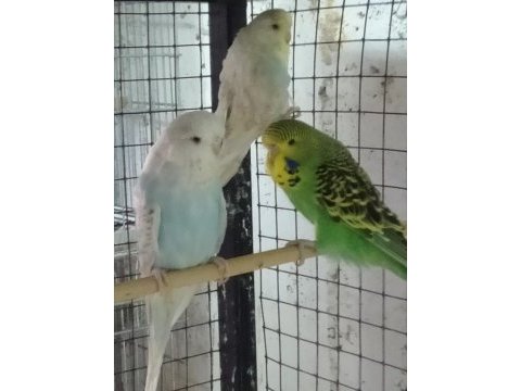 Konusturmalik vasıflı show jumbo yavrular ve anaclar