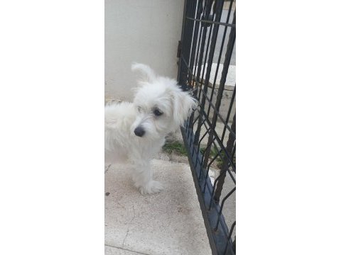 5 aylık yavru maltipoo