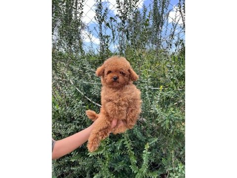 Yavru poodle ırk garantili