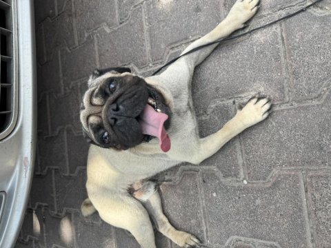 10 aylık erkek pug