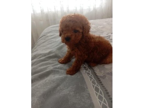 Core poodle